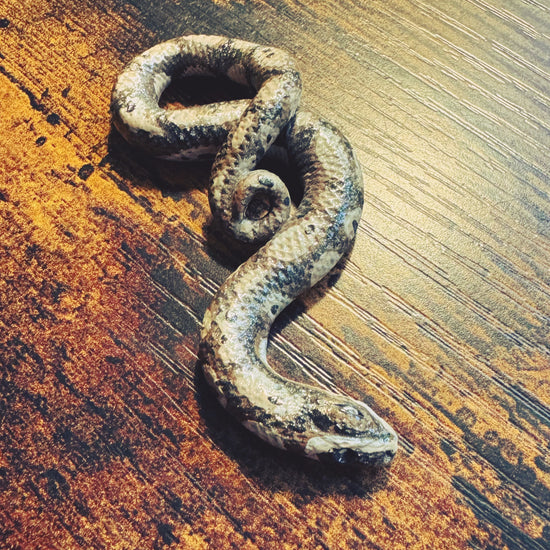 Figura Serpiente Boa Marrón - Arcilla Polimérica - Colgante Serpiente - Decoración - Altar - Witchy - Amuleto Protección